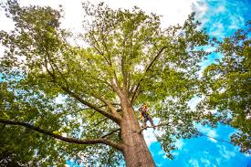 Leaf Removal in Toppenish, WA